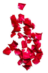 A photo of red rose petal with white background  taken with a high-resolution camera