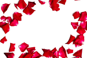 A photo of red rose petal with white background  taken with a high-resolution camera
