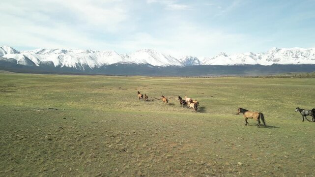 Raw, low-altitude drone footage flies over a spring steppe, chasing from behind as grazing horses run forward. Partially snow-dusted high mountains form the backdrop.