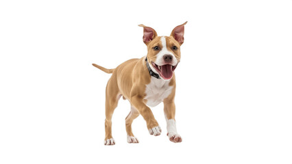 Happy Pit Bull Puppy Running Isolated on a white background