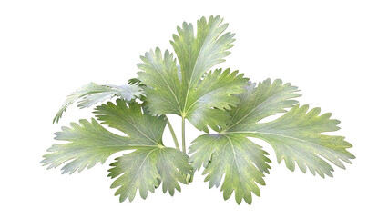 Fototapeta premium Green Parsley Leaves