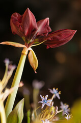 Amaryllis Benfica Houseplant in Flower. Hippeastrum 'Benfica'. Winter flowering houseplant, bulb.