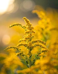 Goldenrod flowers in soft focus, sunlight highlighting their intricate details against a blurred background