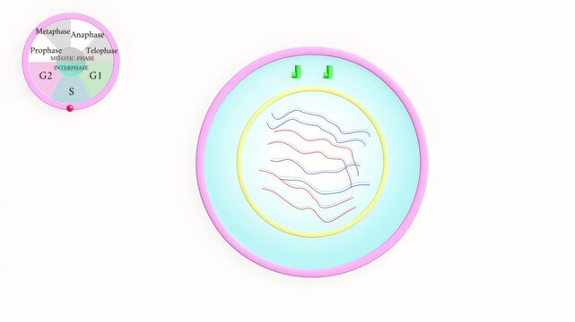 Cell cycle: Mitosis, or somatic sell division