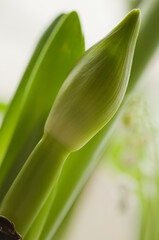 Obraz premium Single Emerging Amaryllis Houseplant Flower Inflorescence. Hippeastrum. Winter flowering houseplant, bulb.