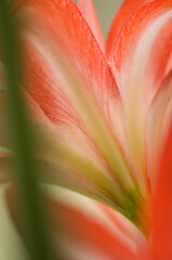 Obraz premium Double Flowering Amaryllis Splash Houseplant in Bloom. Hippeastrum 'Splash'. Winter flowering plant, bulb
