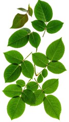 Fototapeta premium Collection of rose leaves and leaflets of different sizes and shades of green on a stark white backdrop