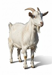 Obraz premium Goat isolated on white background. Zodiac animal symbolizing harmony and kindness.