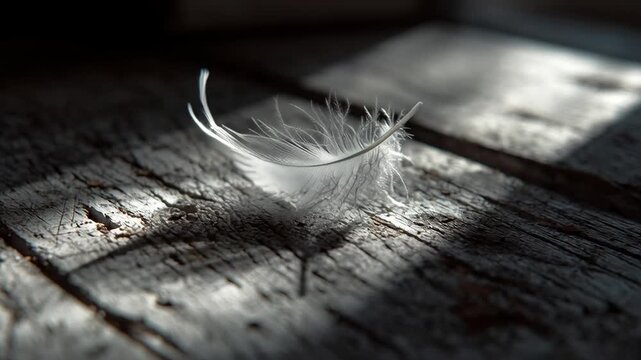 White Feather on Wooden Floor in Sunlight.