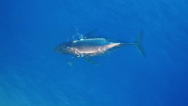 Humpback whales in clear blue water from a drone, looking down