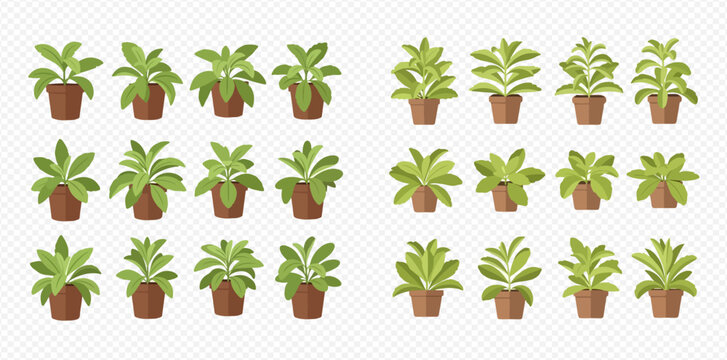 Set of various green potted houseplants, vector illustration of indoor plants in brown pots.