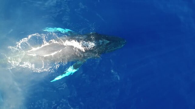 Humpback whales in clear blue water from a drone, looking down