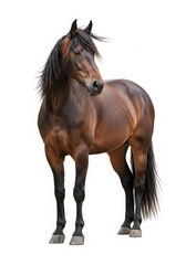 Obraz premium Horse isolated on white background. Zodiac animal representing energy and freedom.