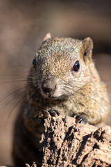 Obraz premium squirrel