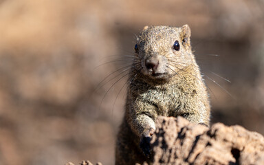 Fototapeta premium squirrel