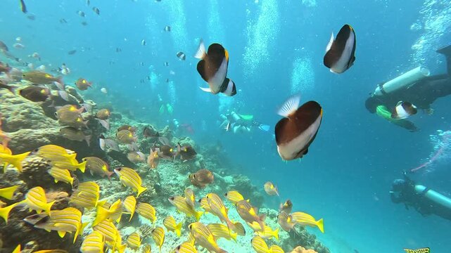 Underwater scuba diving snorkel snorkelling in the maldives ukulhas coral reef tropical corals fish