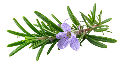 Obraz premium Close-up of a sprig with needle-like green leaves and a delicate purple flower, black bg