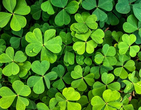 Lush overhead shot of verdant clover patch, vibrant greens with rounded, heart-shaped leaves