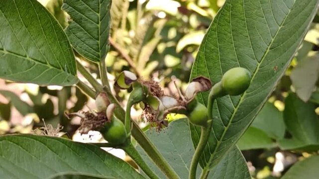 The white flowers of the guava fruit, scientific name Psidium guajava Linn.