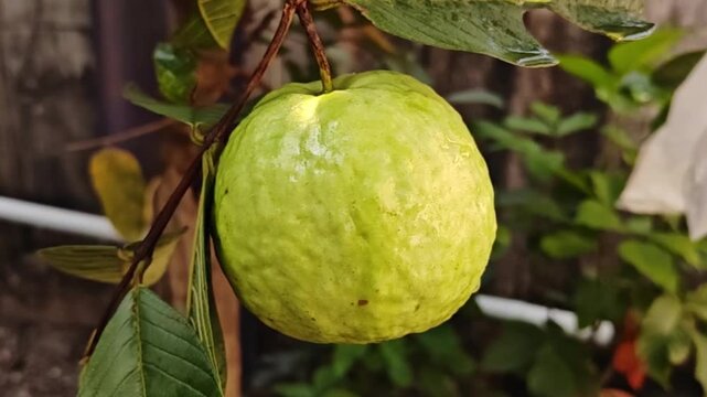 Guava (Psidium guajava Linn) is a tropical fruit that grows on trees.
