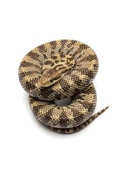 Obraz premium Snake isolated on white background. Zodiac animal symbolizing wisdom and intuition