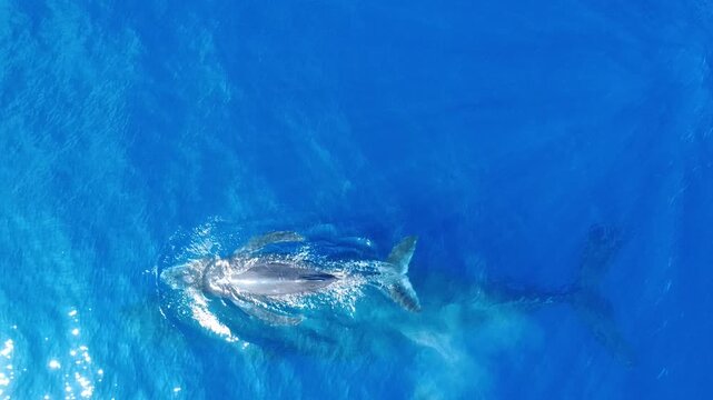 Humpback whales in clear blue water from a drone, looking down