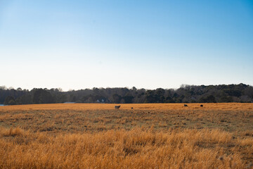 Expansive farm fields stretching off with wildlife