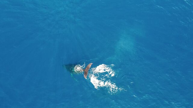 Humpback whales in clear blue water from a drone, looking down