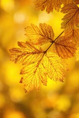 Obraz premium Close up of Vibrant Golden Autumn Leaves with a Soft Focus Bokeh Background in Warm Sunny Light