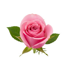 Naklejka premium Pink rose flower isolated on transparent background