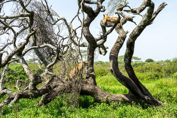 Obraz premium A lioness rests on a tree in Ngorongoro.