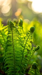 Green fern fronds curl in the sunshine, with soft bokeh highlights in the background creating a warm, natural light