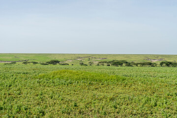 Fototapeta premium Ngorongoro is an extinct volcanic crater that is home to a vast number of wild animals.