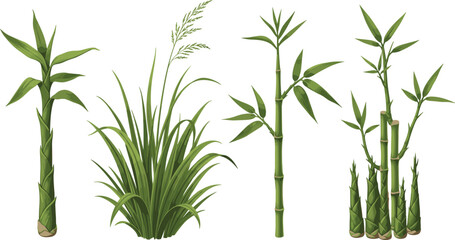 Fototapeta premium Assorted tropical plants and bamboo shoots illustrated in a detailed botanical style from a frontal viewpoint