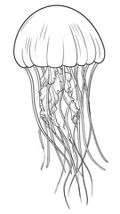 Naklejka premium Line drawing illustration of a graceful jellyfish in black and white