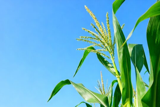 Corn plant with tassels against blue sky