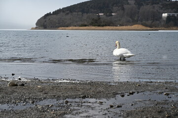 白鳥湖