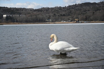 白鳥湖