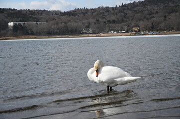 白鳥湖
