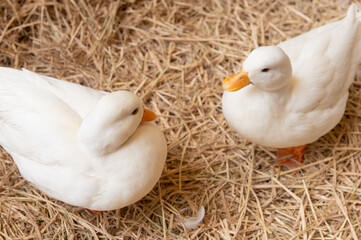 Two white ducks standing on dry straw in a farm