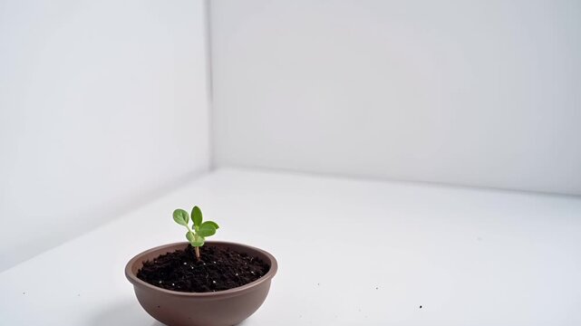 白い背景の下部に、小さな植木鉢と土のみを配置した静かな映像です。
影を抑えた柔らかな光が、清潔で落ち着いた印象を与えます。
成長前の準備、忍耐、3月の期待感や始まり前の時間を象徴します。
