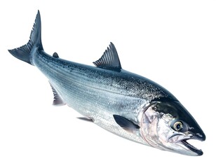 Obraz premium Silvery, sleek, and animated, the fish swims gracefully