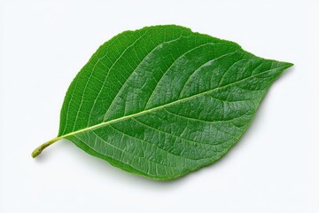 Obraz premium Single Green Leaf with Veins on White Surface Detail of Oval Shaped Fresh Foliage Nature Photography Isolated on Clean Background Top View