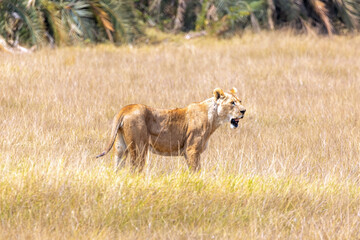 African female lion with slack jaw in Amboseli National Park in Kenya Africa KEN