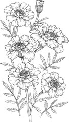 Detailed floral line art of marigolds with delicate leaves and buds, on a white background