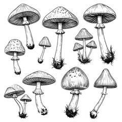 Detailed, monochrome sketch of diverse mushroom specimens, varying in size and shape, arranged artfully