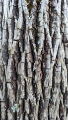 Obraz premium Close-up view of textured tree bark, with intricate details