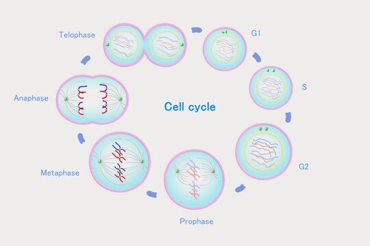 Phases of the cell cycle