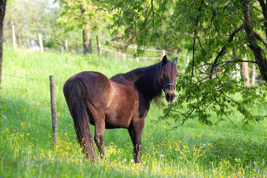 Andalusier Pferd auf der Sommer Wiese
