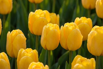 Obraz premium Fresh yellow tulips with morning dew drops on petals blooming in a sunny spring field